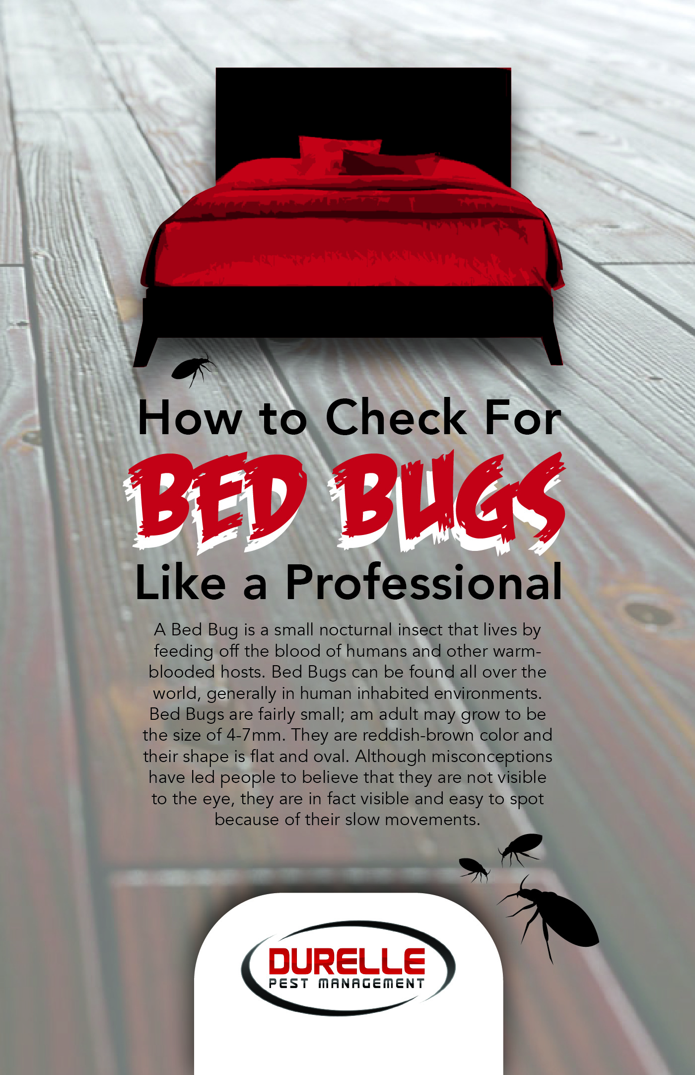bed-bugs-1